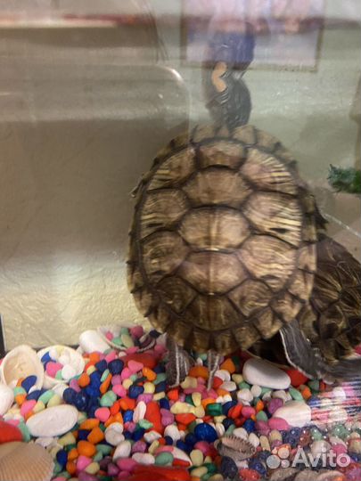 Черепаха водная