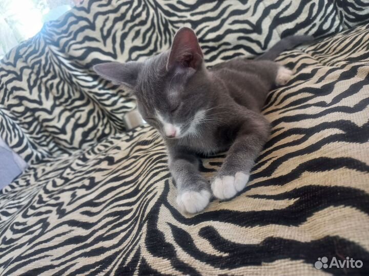Котик в добрые руки