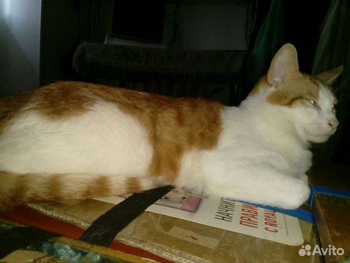 Кот