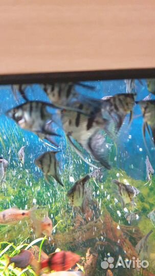 Рыбки скалярии