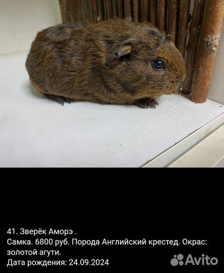 Морская свинка Американский крестед скинни