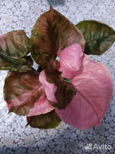 Сингониум клубничный лед