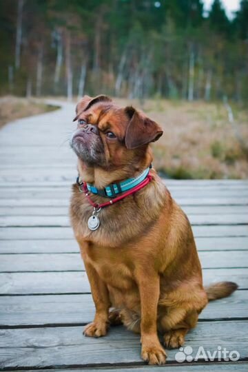 Собака для фотосессии