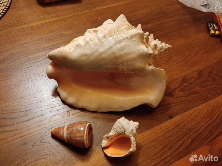 Морские ракушки большие