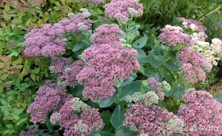 Садовые многолетники