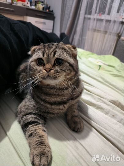 Шотландский кот вязка
