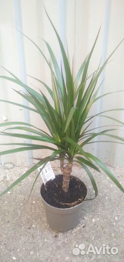 Пальма драцена