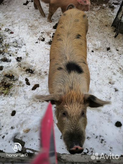 Хряк на племя