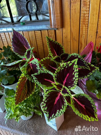 Комнатные цветы, герань, колеус, традесканция