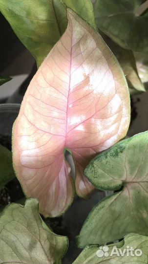 Сингониум 7 видов