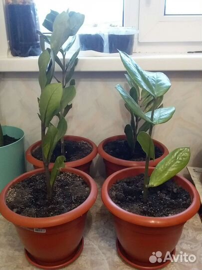 Продам цветы комнатные