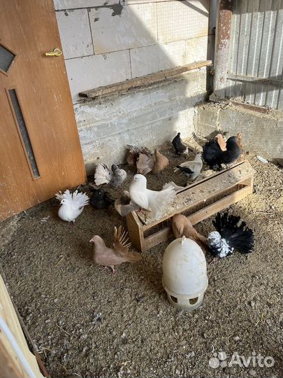 Голуби декоративные