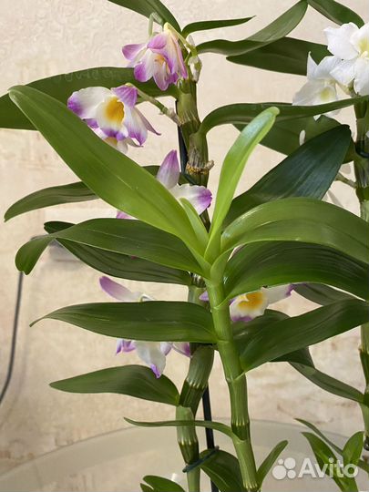 Дендробиум Нобиле