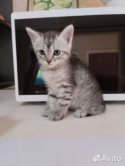 Красивые котята