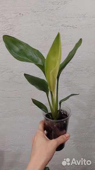 Калатея,бегония,фикус, стрелиция, пеперомия