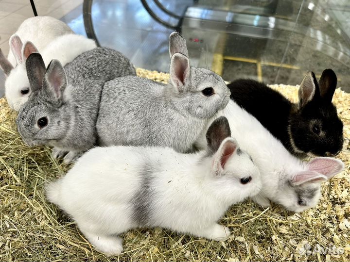 Декоративные кролики
