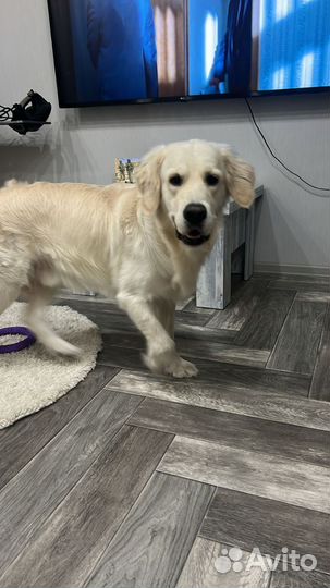 Вязка собак золотистый ретривер