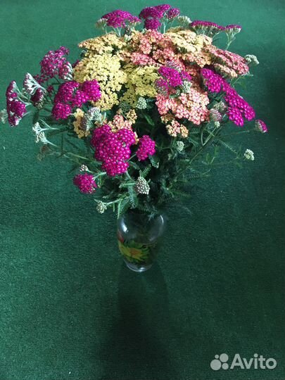 Тысячелистник