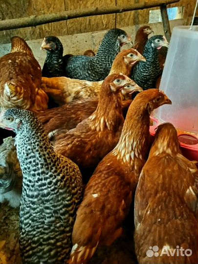 Молодки, цыплята, утята, индюшата