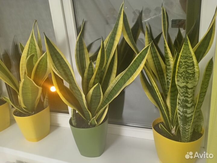 Сансевиерия