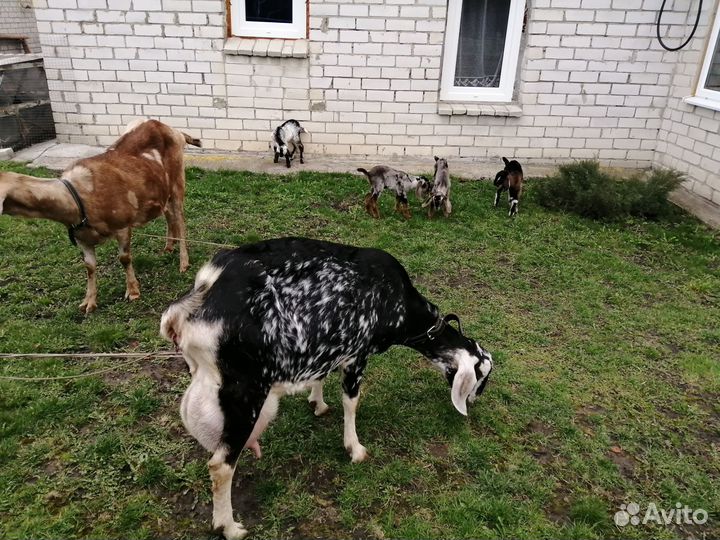 Продаются племенные нубийцы, козлики и козочки