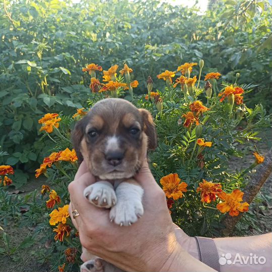 Щенки бигль