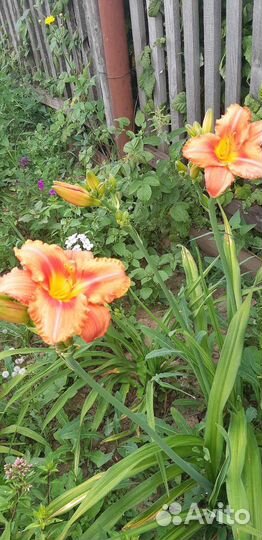 Флоксы,лилейники многолетние