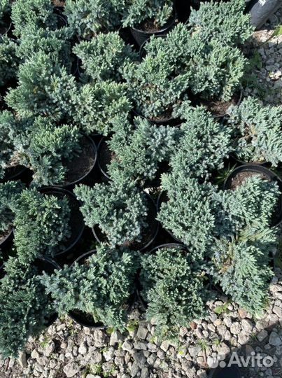 Можжевельник горизонтальный