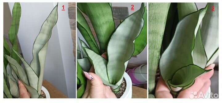 Сансевиерия /Сансевиерии
