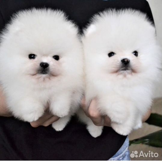 Померанский шпиц мини