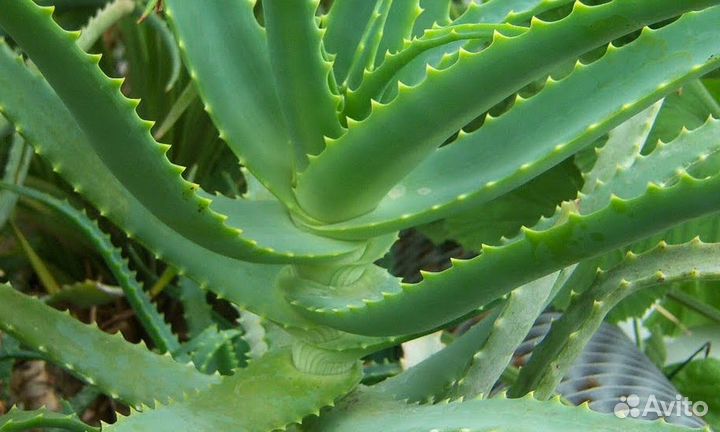 Цветы алоэ вера столетник все виды
