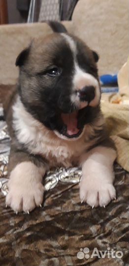 Алабай с Акита