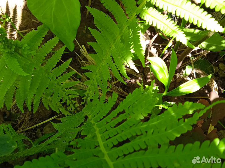Многолетние садовые цветы
