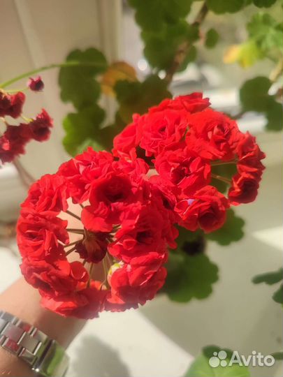 Пеларгония герань