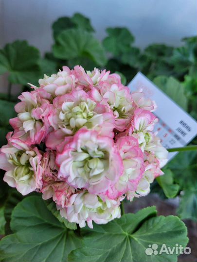 Пеларгония герань