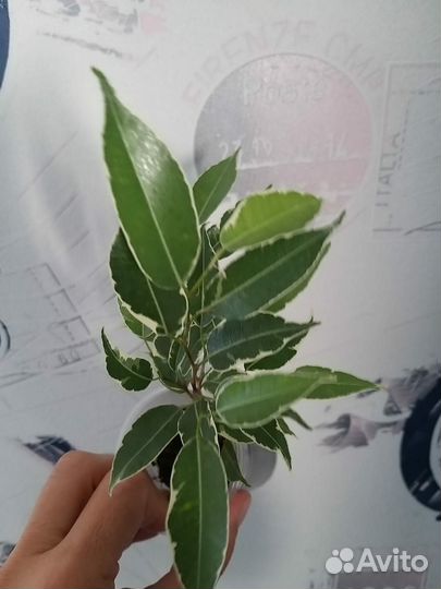 Комнатные растения