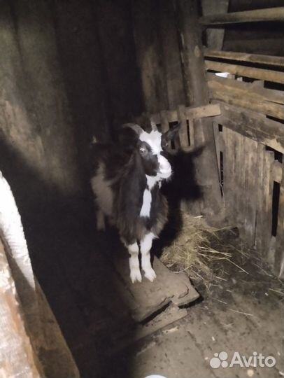 Коза и козочка (4г. и 8мес.)