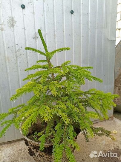 Ель саженцы