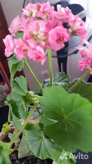 Пеларгония герань сортовая