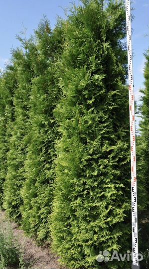 Туи Смарагд крупномер