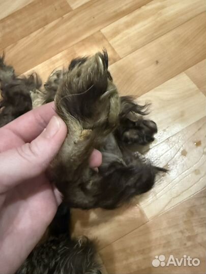 Шкурки соболя лапки,хвостики