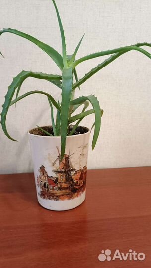 Алоэ столетник лечебный