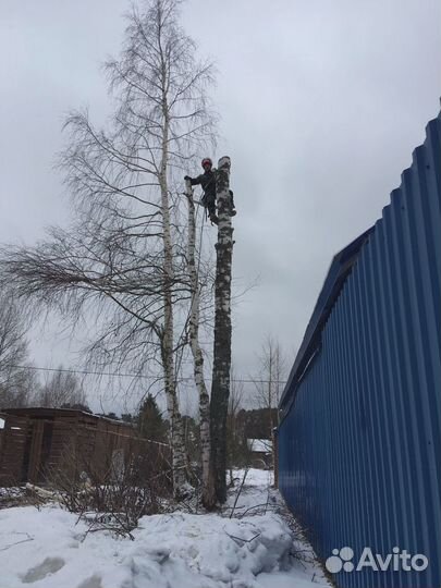 Спилить деревья