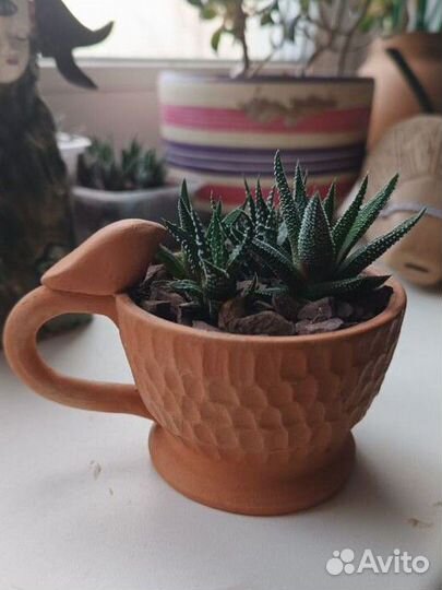 Суккуленты, хавортия детки