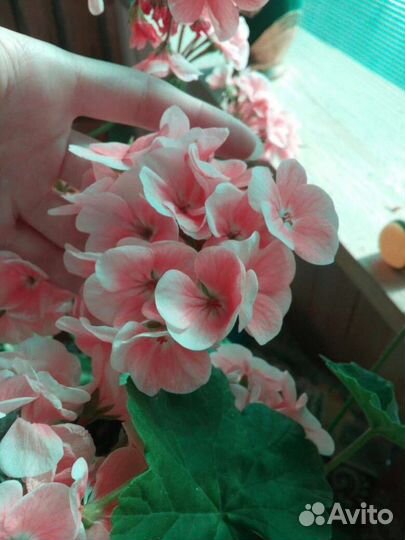 Пеларгония герань и фиттония