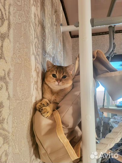 Кот золотая шиншилла