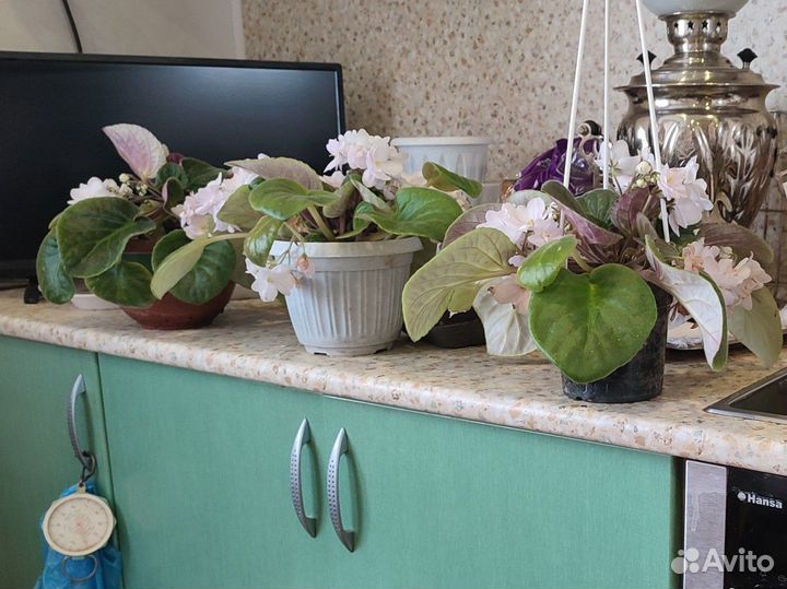 Комнатные цветы фиалки