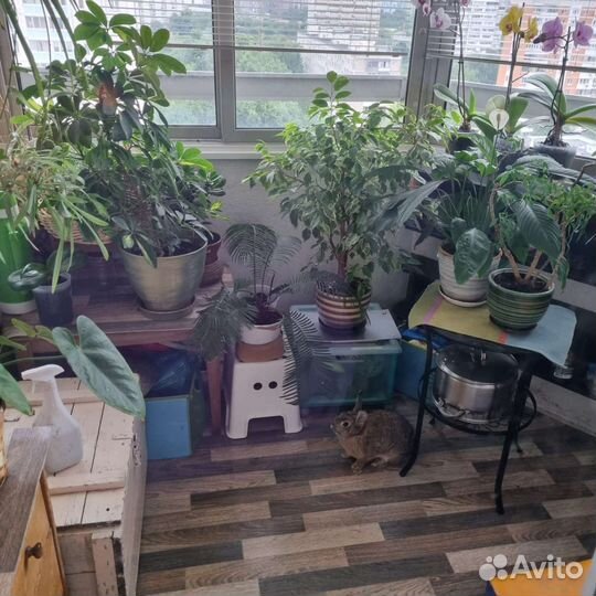 Кролик в добрые руки