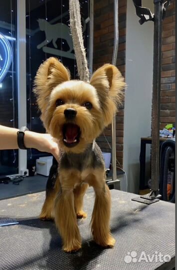 Вязка. Мини-йорк ищет подружку