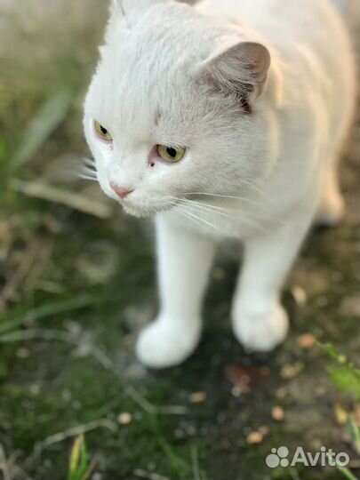 Кот бесплатно